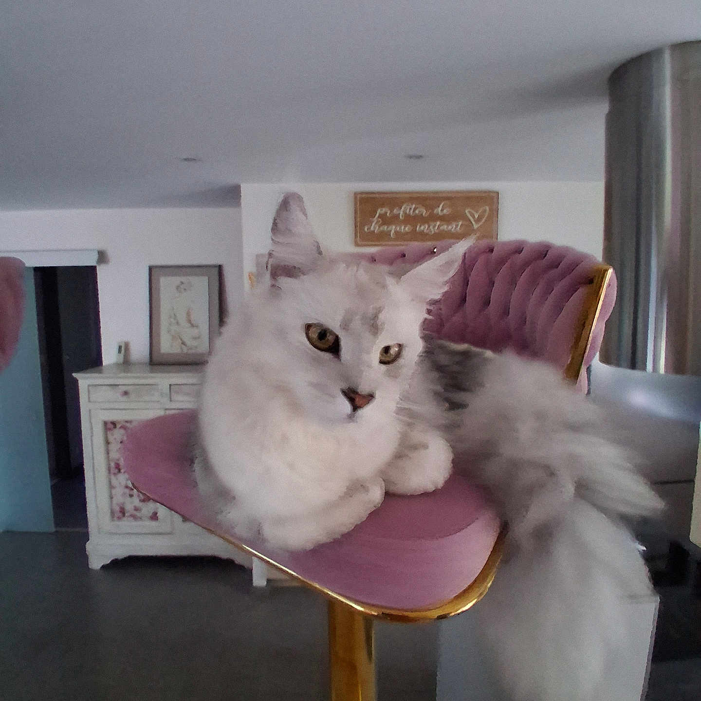 Adele participe au concours pour gagner de l'argent avec cette photo : cat, fluffy, white_cat, gray_cat, chair, pink_chair, gold_chair, furniture, indoor, pet, animal, relaxed, portrait, home, decor, cabinet, artwork, sign, curious, lounging