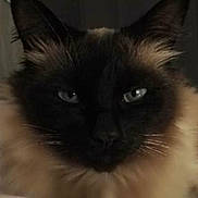 Lucky participe au concours pour gagner de l'argent avec cette photo : angora, animal, blackcat, cat, kitten, pet, siamese