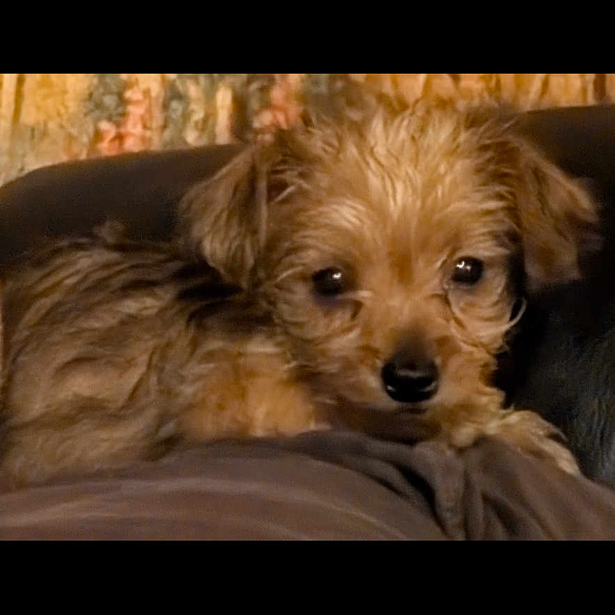 Bailey Bear is registered to the contest to win money with this photo: animal, background, brown_fur, closeup, comfort, cozy, cute, dog, ears, eyes, face, fur, indoors, nose, pet, portrait, puppy, resting, small_dog, soft_texture
