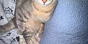 Pelusa is registered to the contest to win money with this photo: animal, blanket, cat, comfort, cozy, curious, domestic, ears, floral_pattern, fur, indoor, looking_up, pet, pillow, quilt, sitting, striped, tabby, whiskers, yellow_eyes