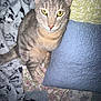 Pelusa is registered to the contest to win money with this photo: cat, tabby, yellow_eyes, pet, indoor, quilt, pillow, blanket, floral_pattern, striped, fur, whiskers, ears, sitting, looking_up, cozy, comfort, domestic, animal, curious