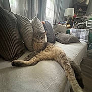 Pelusa joined the competition — help win amazing prizes! animal, carpet, cat, couch, cozy, curtains, domestic, fur, furniture, home, indoor, living_room, long_legs, pet, pillows, relaxed, resting, soft_light, tabby, window