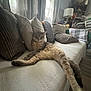 cat, couch, pillows, indoor, window, curtains, furniture, relaxed, pet, fur, living_room, home, cozy, resting, animal, domestic, tabby, long_legs, soft_light, carpet