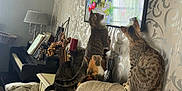 Pelusa joined the competition — help win amazing prizes! cat, cats, television, furniture, living_room, piano, lamp, decor, wallpaper, curiosity, indoor, pets, multicolor, table, candle, cross, vintage, domestic_animal, four, window_reflection