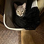 Pelusa is registered to the contest to win money with this photo: cat, gray_tabby, trash_bin, black_garbage_bag, wooden_floor, wooden_wall, indoor, curious, pet, animal, feline, eyes, ears, face, looking_up, container, dim_light, flooring, home, closeup