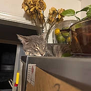 Pelusa joined the competition — help win amazing prizes! cat, sleeping, gray_cat, refrigerator, kitchen, dried_roses, flowers, glass_bowl, lemons, limes, notes, magnets, indoor, home, relaxing, feline, pet, still_life, countertop, plant