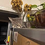 cat, sleeping, gray_cat, refrigerator, kitchen, dried_roses, flowers, glass_bowl, lemons, limes, notes, magnets, indoor, home, relaxing, feline, pet, still_life, countertop, plant