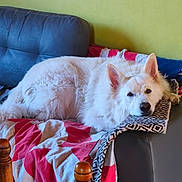 Tiloup a rejoint le concours — aidez-le/la à gagner de superbes lots ! dog, white_dog, couch, blanket, indoor, relaxed, fluffy, pet, furniture, resting, cozy, animal, living_room, domestic, canine, comfort, home, laying_down, ears, face