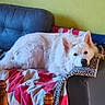 dog, white_dog, couch, blanket, indoor, relaxed, fluffy, pet, furniture, resting, cozy, animal, living_room, domestic, canine, comfort, home, laying_down, ears, face