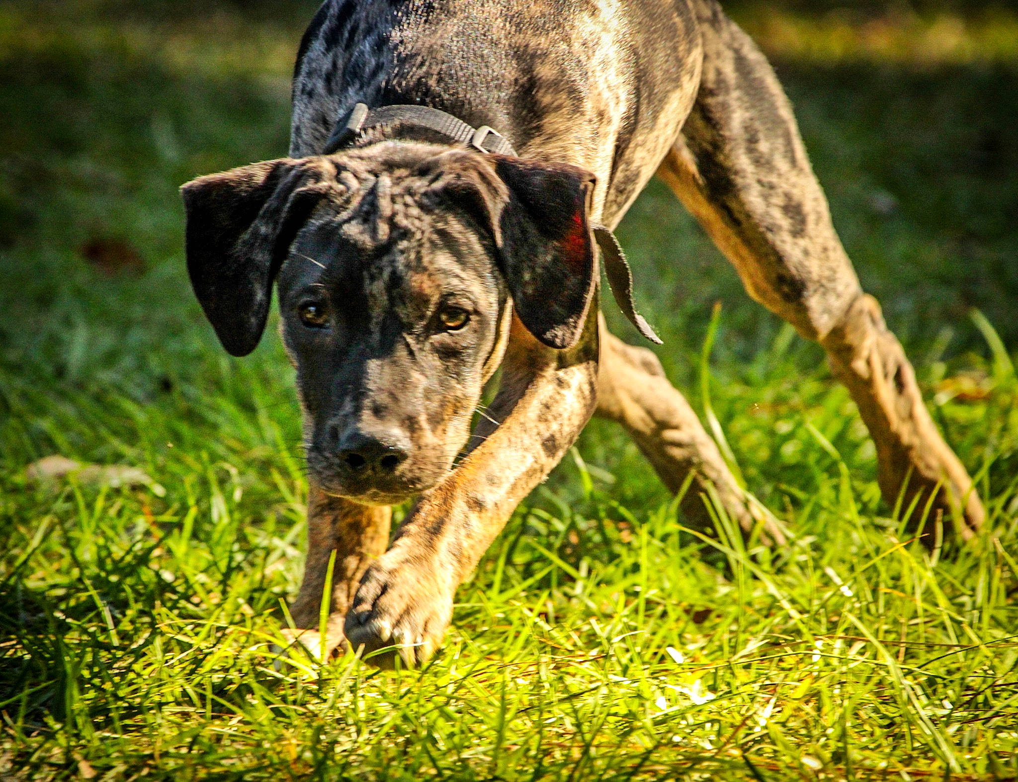 Fergus is registered to the contest to win money with this photo: canidae, carnivore, companion_dog, dog, dog_breed, dog_collar, fawn, grass, grassland, guard_dog, hunting_dog, non_sporting_group, plant, snout, sporting_group, terrestrial_animal, tree, working_animal, working_dog