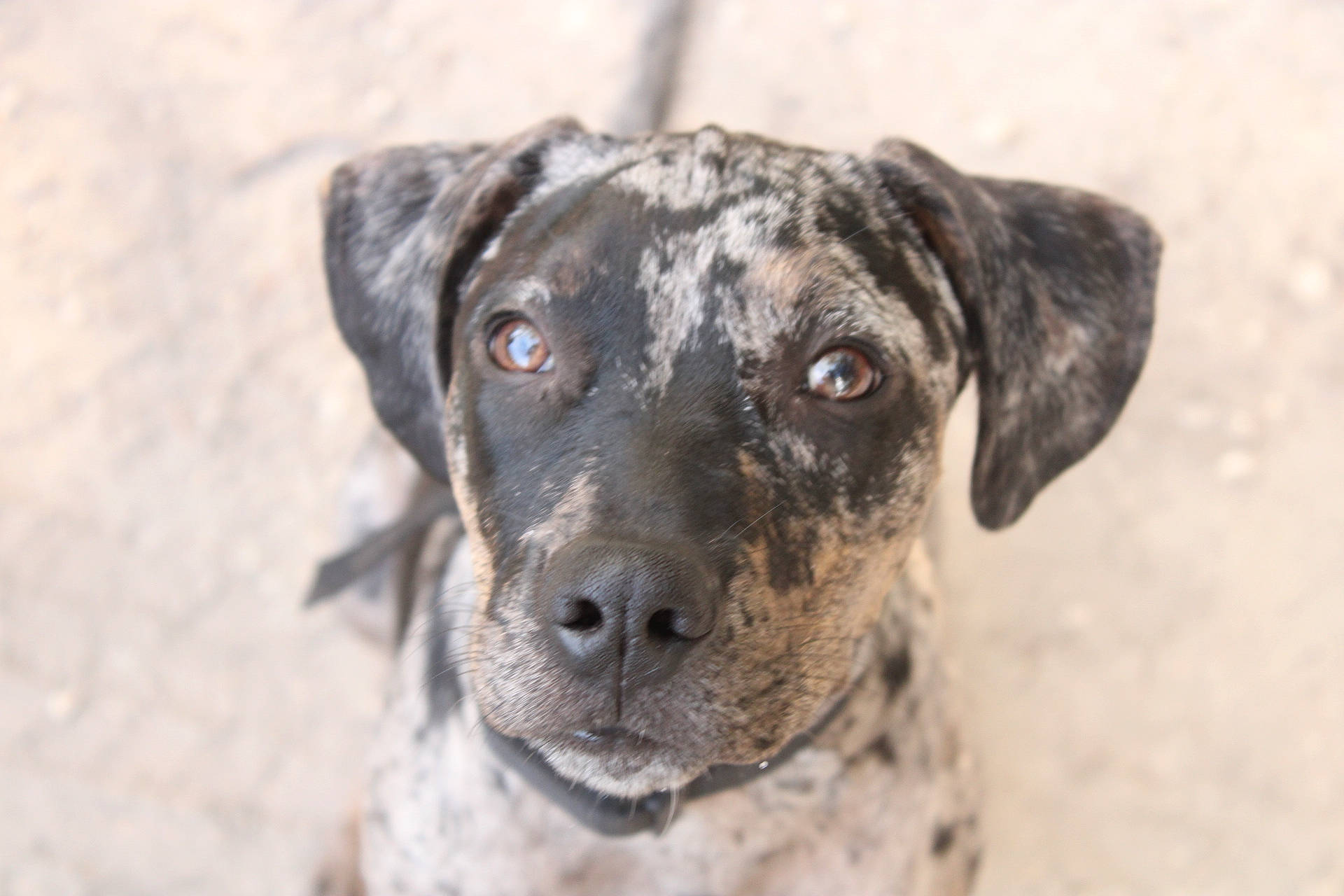 Fergus is registered to the contest to win money with this photo: ancient_dog_breeds, borador, canidae, carnivore, companion_dog, dog, dog_breed, fawn, fur, guard_dog, hunting_dog, sporting_group, street_dog, terrestrial_animal, toy_dog, treeing_tennessee_brindle, whiskers, working_animal, working_dog