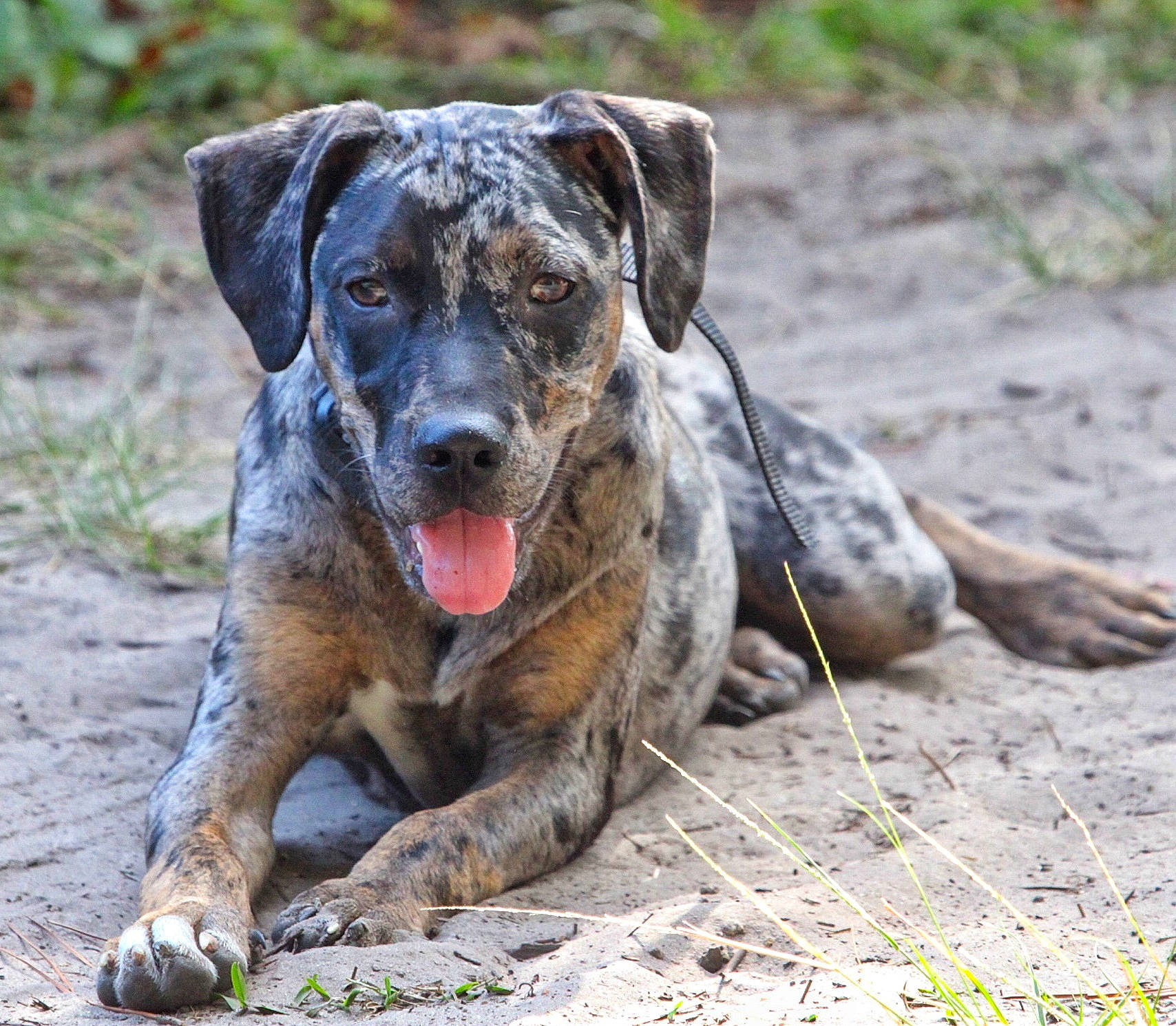 Fergus joined the competition — help win amazing prizes! ancient_dog_breeds, australian_cattle_dog, canidae, carnivore, companion_dog, dog, dog_breed, fawn, grass, guard_dog, hunting_dog, non_sporting_group, plant, rock, snout, sporting_group, terrestrial_animal, whiskers, working_animal, working_dog