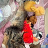 Nalu is registered to the contest to win money with this photo: cat, tabby, sleeping, stuffed_animals, plush_toys, bed, blanket, soft, cozy, cute, pet, animal, resting, furry, comfort, indoor, colorful, toy, relaxing, nap