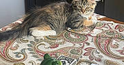 Nalu is registered to the contest to win money with this photo: kitten, cat, tablecloth, patterned, indoor, furniture, cabinet, figurine, frog, salt_shaker, pen, notepad, relaxed, curious, animal, pet, decor, cozy, domestic, wood