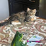 animal, cabinet, cat, cozy, curious, decor, domestic, figurine, frog, furniture, indoor, kitten, notepad, patterned, pen, pet, relaxed, salt_shaker, tablecloth, wood