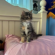 Nalu is registered to the contest to win money with this photo: kitten, cat, pet, fur, pink_pillow, bed, headboard, curtains, window, sunlight, indoor, blue_wall, banner, photograph, furniture, young_cat, domestic_animal, fluffy, cozy, resting_place