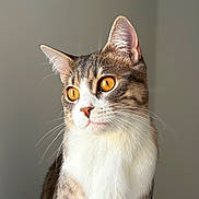 Youpi participe au concours pour gagner de l'argent avec cette photo : cat, tabby, pet, animal, feline, whiskers, ears, fur, orange_eyes, portrait, indoor, soft_light, closeup, cute, domestic_cat, sitting, looking_away, calm, natural_light, background