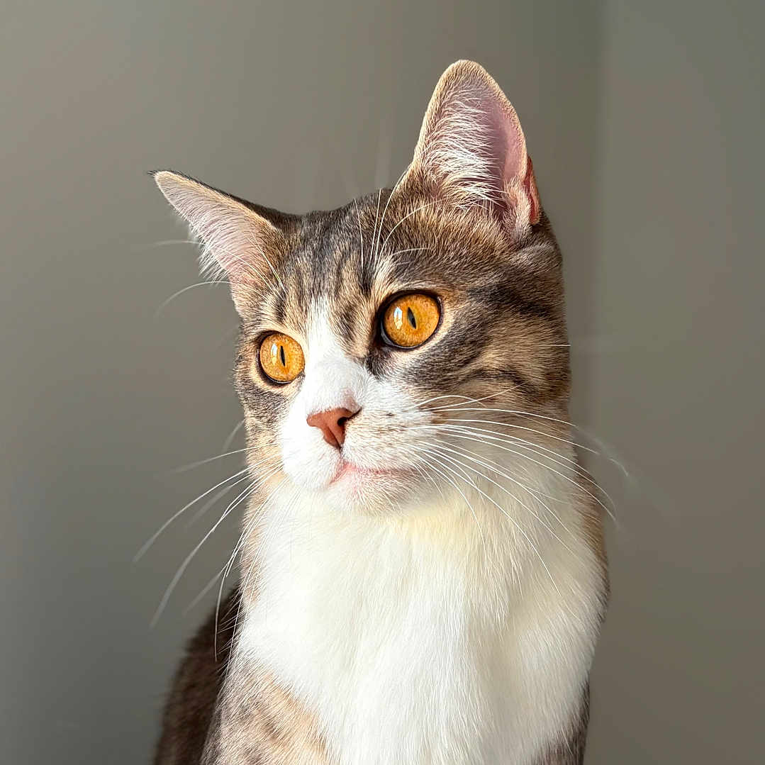 Youpi participe au concours pour gagner de l'argent avec cette photo : animal, background, calm, cat, closeup, cute, domestic_cat, ears, feline, fur, indoor, looking_away, natural_light, orange_eyes, pet, portrait, sitting, soft_light, tabby, whiskers