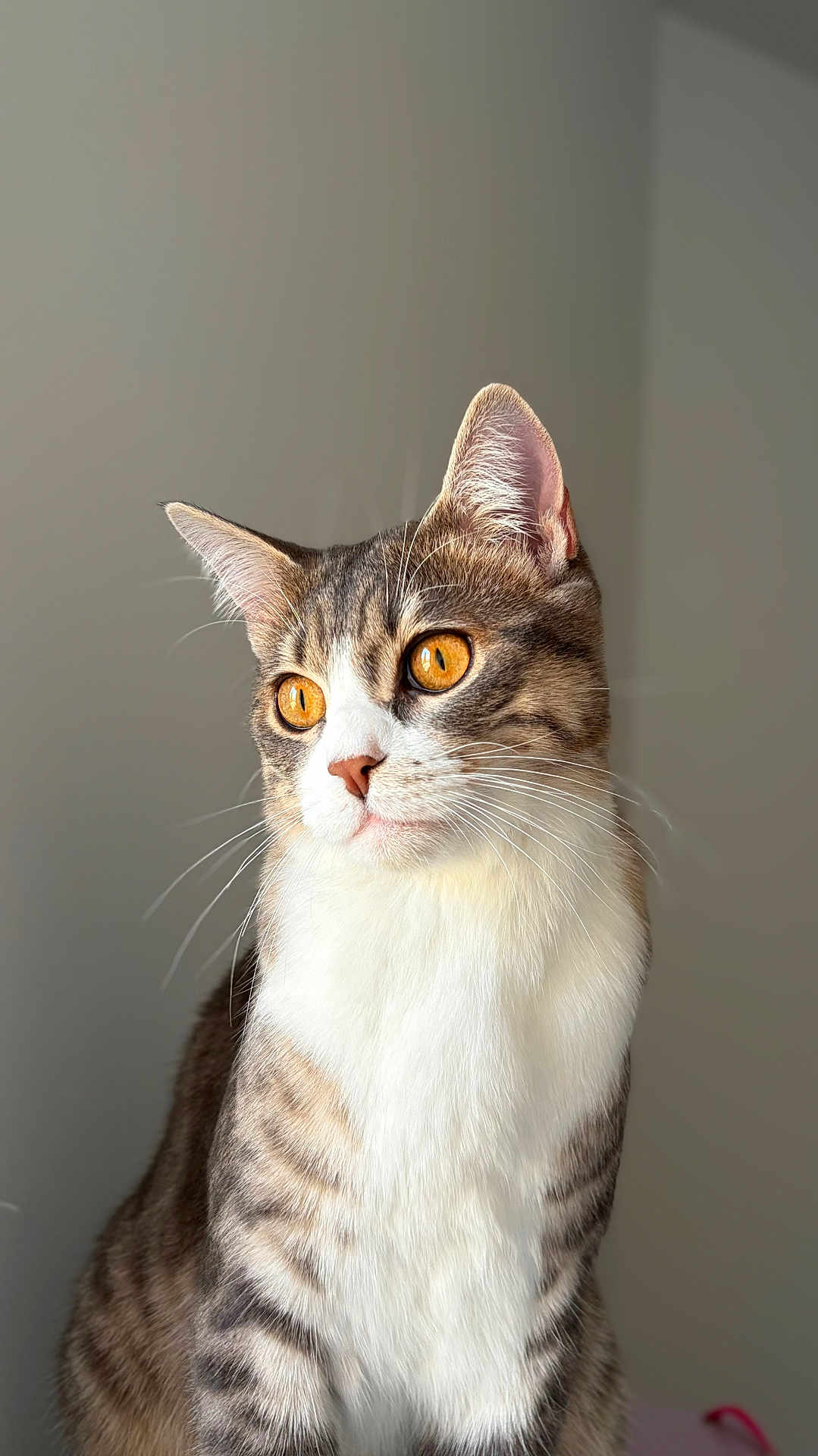 Youpi participe au concours pour gagner de l'argent avec cette photo : cat, tabby, pet, animal, feline, whiskers, ears, fur, orange_eyes, portrait, indoor, soft_light, closeup, cute, domestic_cat, sitting, looking_away, calm, natural_light, background