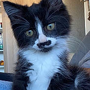 Toufik a rejoint le concours — aidez-le/la à gagner de superbes lots ! kitten, cat, black_and_white, fur, whiskers, indoor, furniture, door, wooden_cabinet, curious, pet, animal, cute, small, young, sitting, closeup, denim, relaxed, mustache_marking