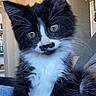 kitten, cat, black_and_white, fur, whiskers, indoor, furniture, door, wooden_cabinet, curious, pet, animal, cute, small, young, sitting, closeup, denim, relaxed, mustache_marking