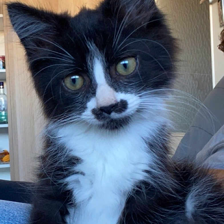Toufik a rejoint le concours — aidez-le/la à gagner de superbes lots ! kitten, cat, black_and_white, fur, whiskers, indoor, furniture, door, wooden_cabinet, curious, pet, animal, cute, small, young, sitting, closeup, denim, relaxed, mustache_marking