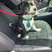 Oreo is registered to the contest to win money with this photo: dog, pet, car, seat, leash, collar, tie, black_and_white, happy, sitting, interior, vehicle, sunlight, fur, canine, portrait, leather_seat, smiling, tie_pattern, domestic_animal