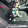 dog, pet, car, seat, leash, collar, tie, black_and_white, happy, sitting, interior, vehicle, sunlight, fur, canine, portrait, leather_seat, smiling, tie_pattern, domestic_animal