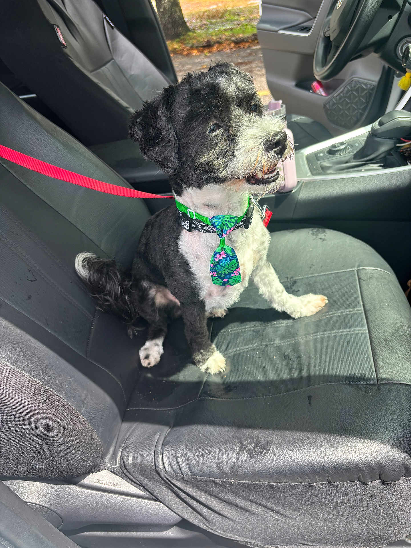 Oreo is registered to the contest to win money with this photo: dog, pet, car, seat, leash, collar, tie, black_and_white, happy, sitting, interior, vehicle, sunlight, fur, canine, portrait, leather_seat, smiling, tie_pattern, domestic_animal