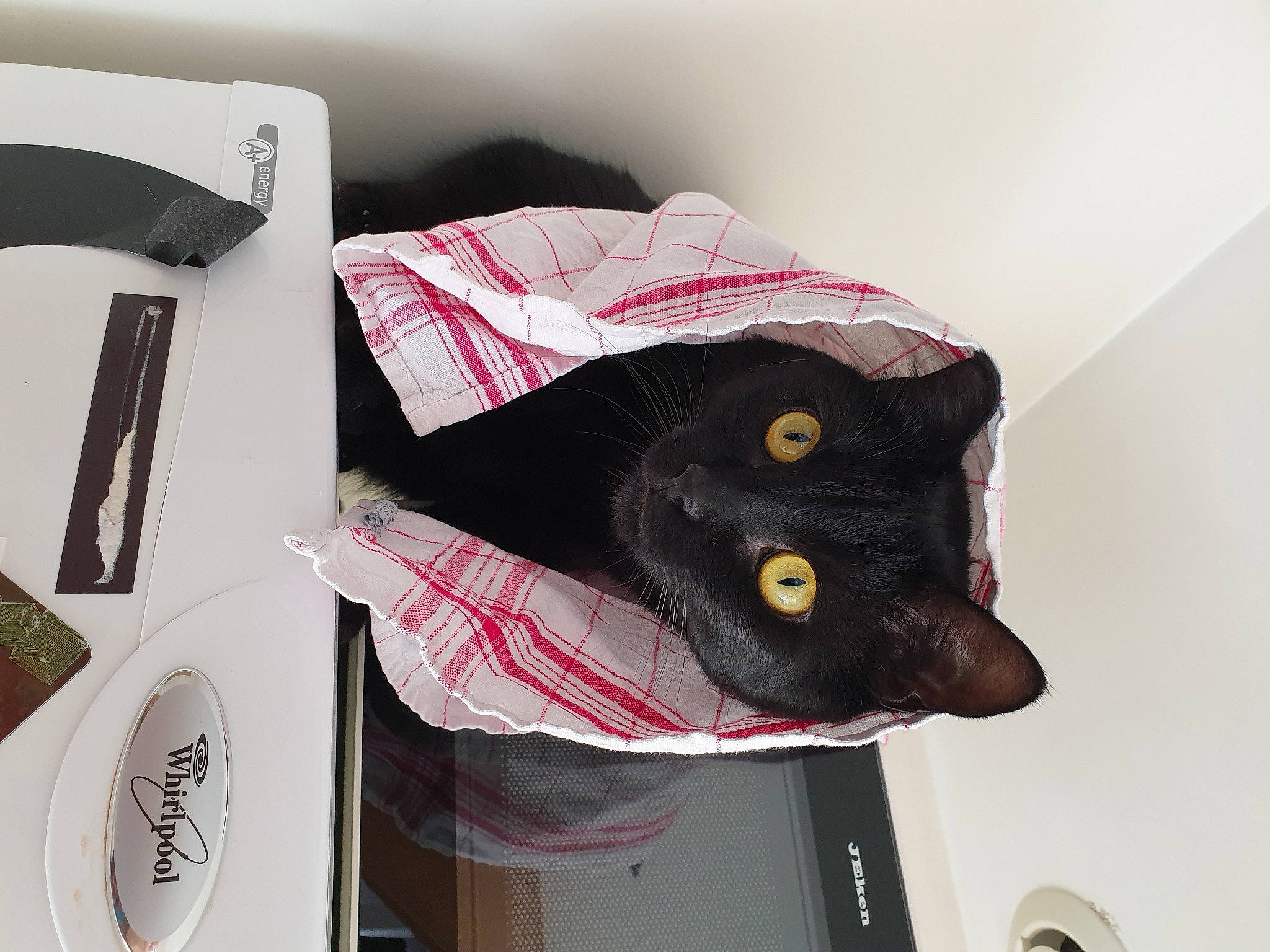 Gaspard a rejoint le concours — aidez-le/la à gagner de superbes lots ! black_cat, carnivore, cat, felidae, small_to_medium_sized_cats, whiskers