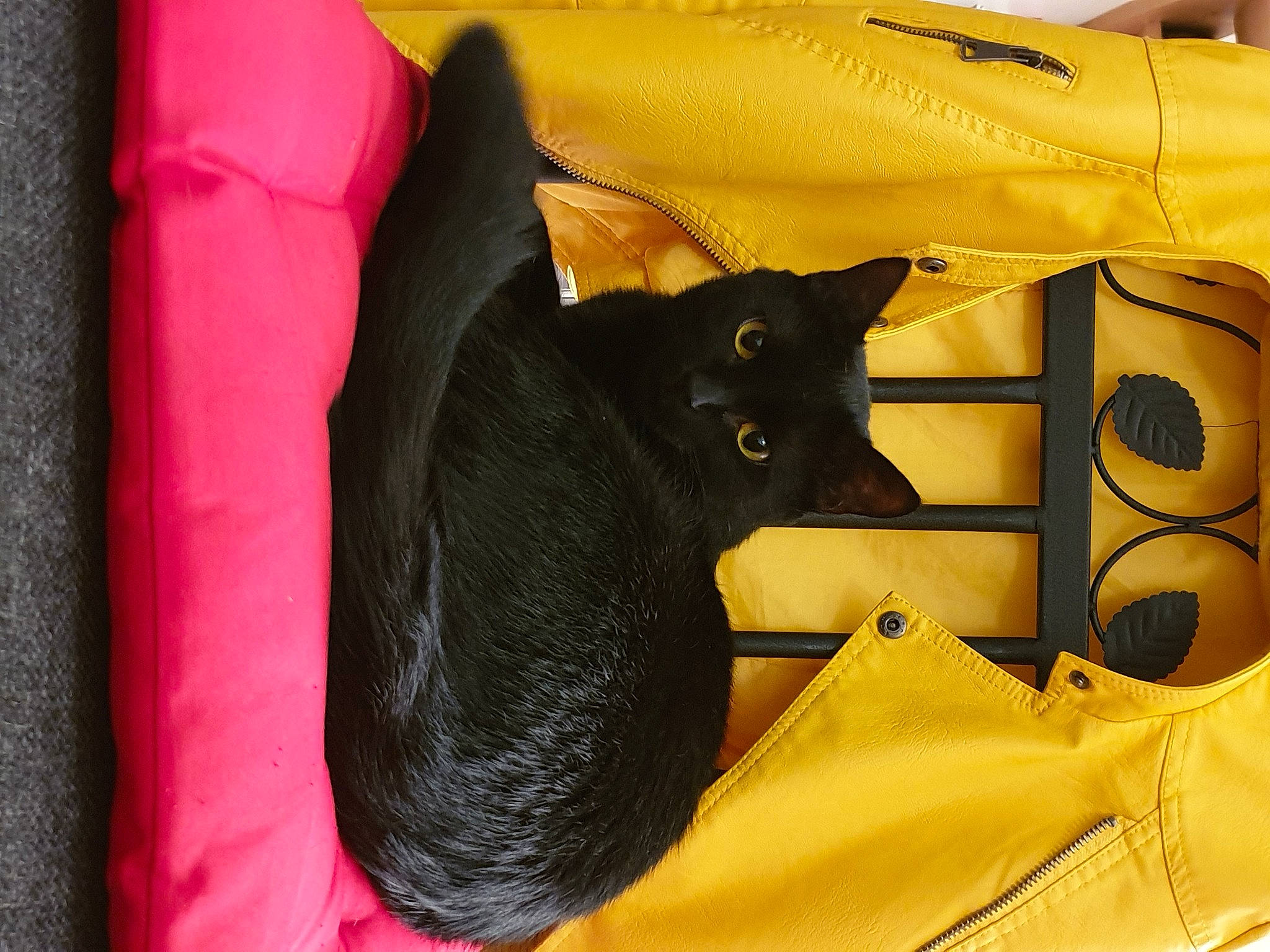 Gaspard a rejoint le concours — aidez-le/la à gagner de superbes lots ! black, black_cat, bombay, carnivore, cat, felidae, havana_brown, small_to_medium_sized_cats, whiskers, yellow