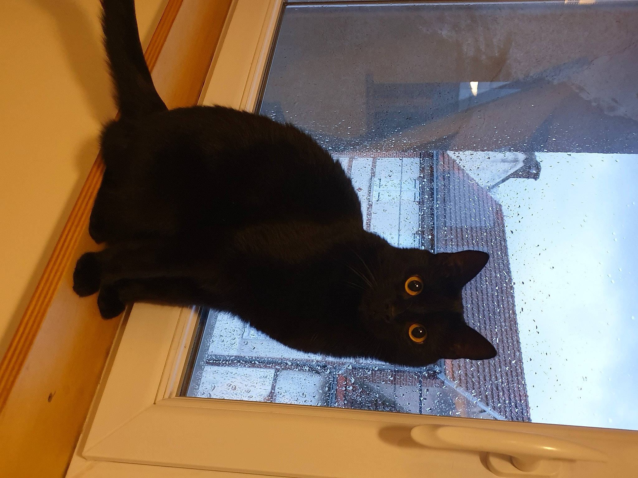 Gaspard participe au concours pour gagner de l'argent avec cette photo : black_cat, bombay, burmese, carnivore, cat, domestic_short_haired_cat, felidae, havana_brown, korat, small_to_medium_sized_cats, tail, whiskers