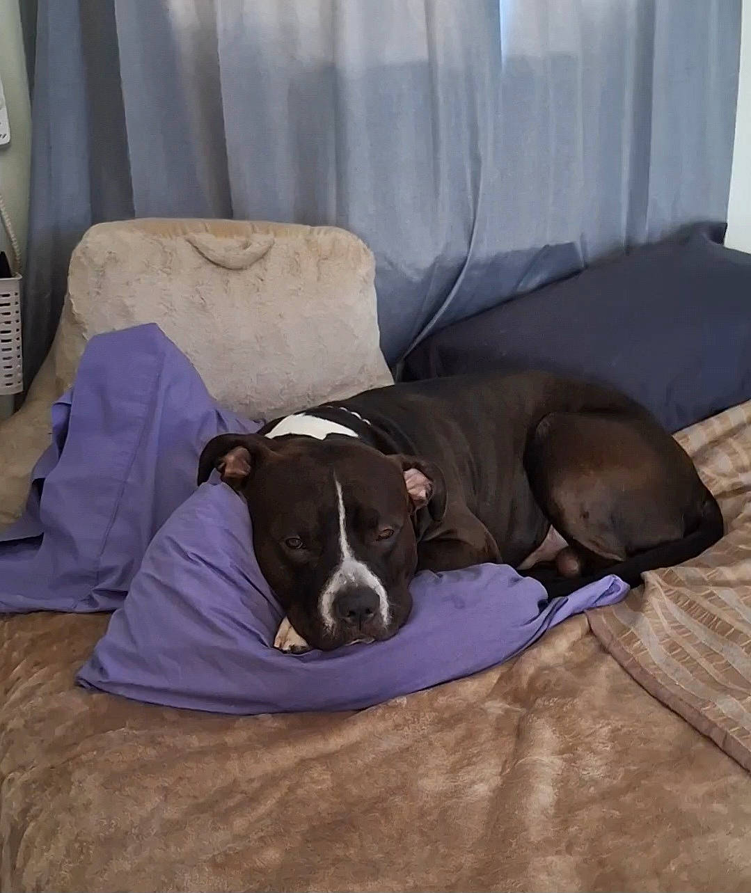 Oreo joined the competition — help win amazing prizes! canidae, carnivore, comfort, companion_dog, couch, dog, dog_breed, dog_supply, fawn, flooring, hardwood, linens, liver, non_sporting_group, pet_supply, sporting_group, wood, working_animal