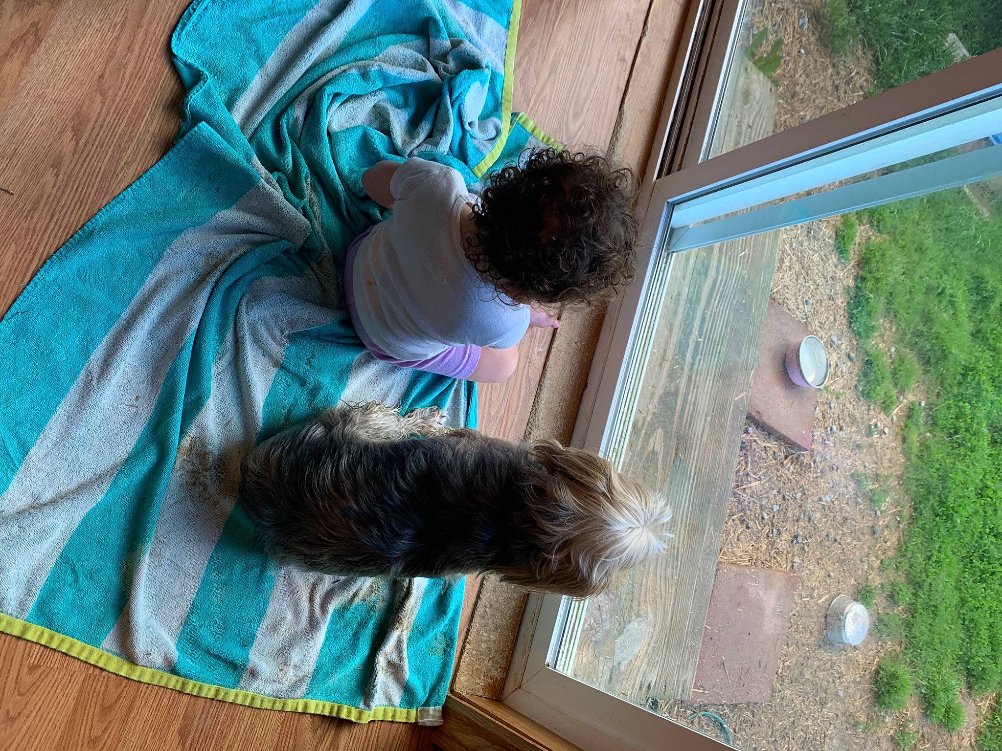 Ruth joined the competition — help win amazing prizes! blue, carnivore, cat, dog_breed, electric_blue, felidae, fur, grass, green, leisure, natural_material, pattern, plant, small_to_medium_sized_cats, sporting_group, tail, tints_and_shades, tree, window, wood