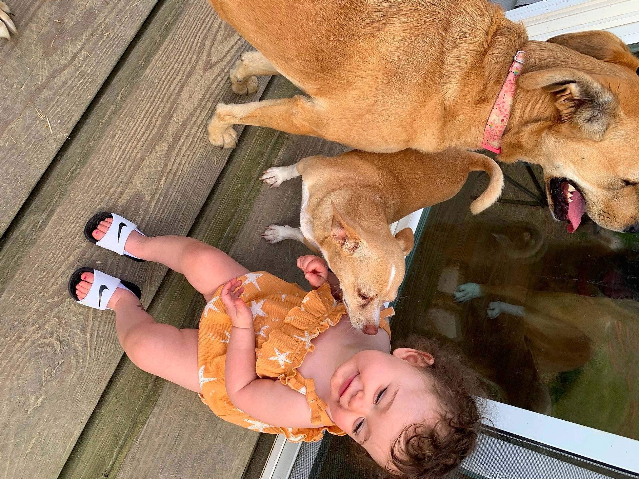 Ruth is registered to the contest to win money with this photo: carnivore, collar, companion_dog, dog, dog_breed, dog_collar, dog_supply, fawn, foot, fun, happy, human_leg, knee, leisure, person, sandal, smile, snout, thigh, wood