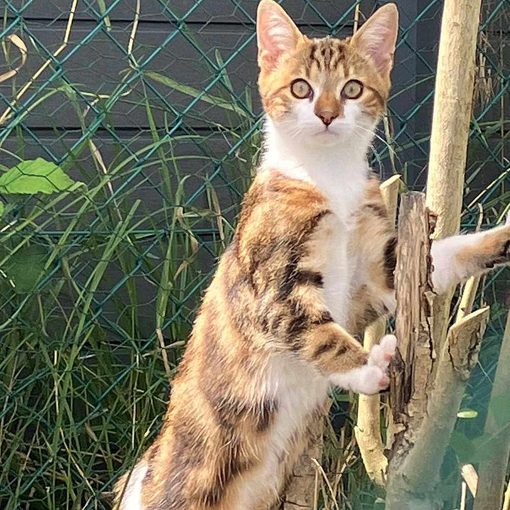 Sacha participe au concours pour gagner de l'argent avec cette photo : abyssinian, angora, animal, backyard, cat, egyptiancat, fence, grass, hardwood, herbal, herbs, kitten, manx, nature, outdoors, pet, plant, stainedwood, wood, yard