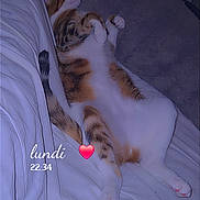 Sasha participe au concours pour gagner de l'argent avec cette photo : animal, bed, bedding, bedroom, belly_up, blanket, cat, cozy, heart_emoji, indoor, lying_down, night, orange_cat, pet, pillow, relaxed, sleeping, tabby, text_overlay, white_cat