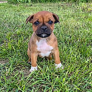 Baïa participe au concours pour gagner de l'argent avec cette photo : puppy, dog, grass, outdoor, animal, cute, brown, white, sitting, young, pet, nature, ears, face, small, fur, eyes, nose, adorable, background