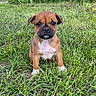 puppy, dog, grass, outdoor, animal, cute, brown, white, sitting, young, pet, nature, ears, face, small, fur, eyes, nose, adorable, background