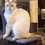 Luther is registered to the contest to win money with this photo: cat, cat_tree, indoor, pet, feline, blue_eyes, light_fur, sitting, curious, cozy, home, animal, portrait, furniture, scratching_post, whiskers, tail, ears, domestic_cat, furry