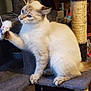 Luther is registered to the contest to win money with this photo: cat, blue_eyes, toy_mouse, cat_tree, indoor, pet, playing, curious, feline, whiskers, paws, fur, perched, scratching_post, cozy, household, animal, domestic, cute, active
