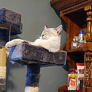 Luther joined the competition — help win amazing prizes! cat, cat_tree, relaxing, feline, indoor, shelf, bottles, wooden_furniture, decor, cozy, sleeping, pet, home, animal, fur, whiskers, ears, paws, resting, comfortable