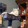 cat, cat_tree, relaxing, feline, indoor, shelf, bottles, wooden_furniture, decor, cozy, sleeping, pet, home, animal, fur, whiskers, ears, paws, resting, comfortable