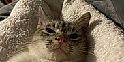 Luther joined the competition — help win amazing prizes! cat, sleepy, cozy, blanket, bed, indoor, feline, fur, whiskers, ears, nose, pink_nose, relaxed, pet, animal, domestic, cute, soft, resting, closeup
