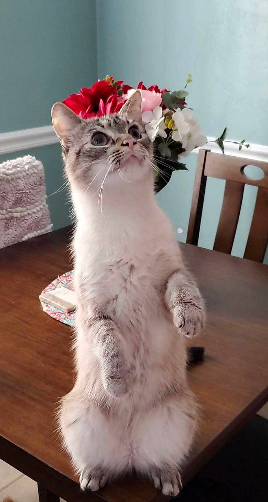 Luther is registered to the contest to win money with this photo: cat, standing, table, wooden_table, flowers, bouquet, chair, indoor, curious, pet, feline, whiskers, fur, ears, face, looking_up, home, decor, cushion, teal_wall