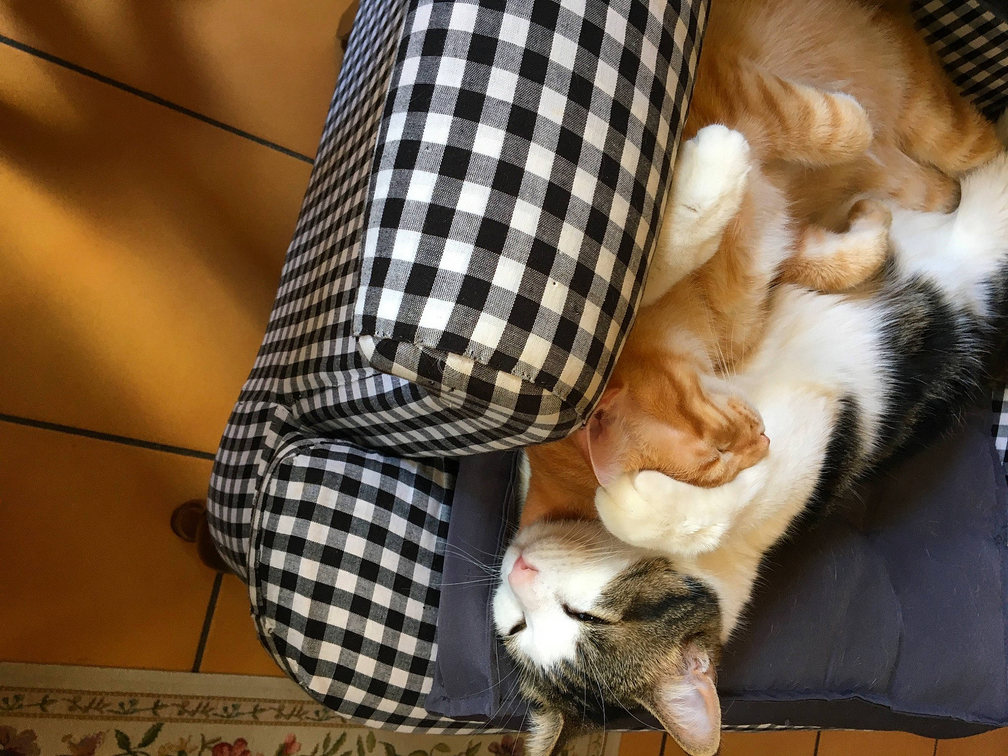 Léo Et Pirate participe au concours pour gagner de l'argent avec cette photo : carnivore, cat, comfort, companion_dog, dog_breed, fawn, felidae, foot, fur, human_leg, leg, pattern, plaid, small_to_medium_sized_cats, tail, tartan, textile, thigh, tree, whiskers