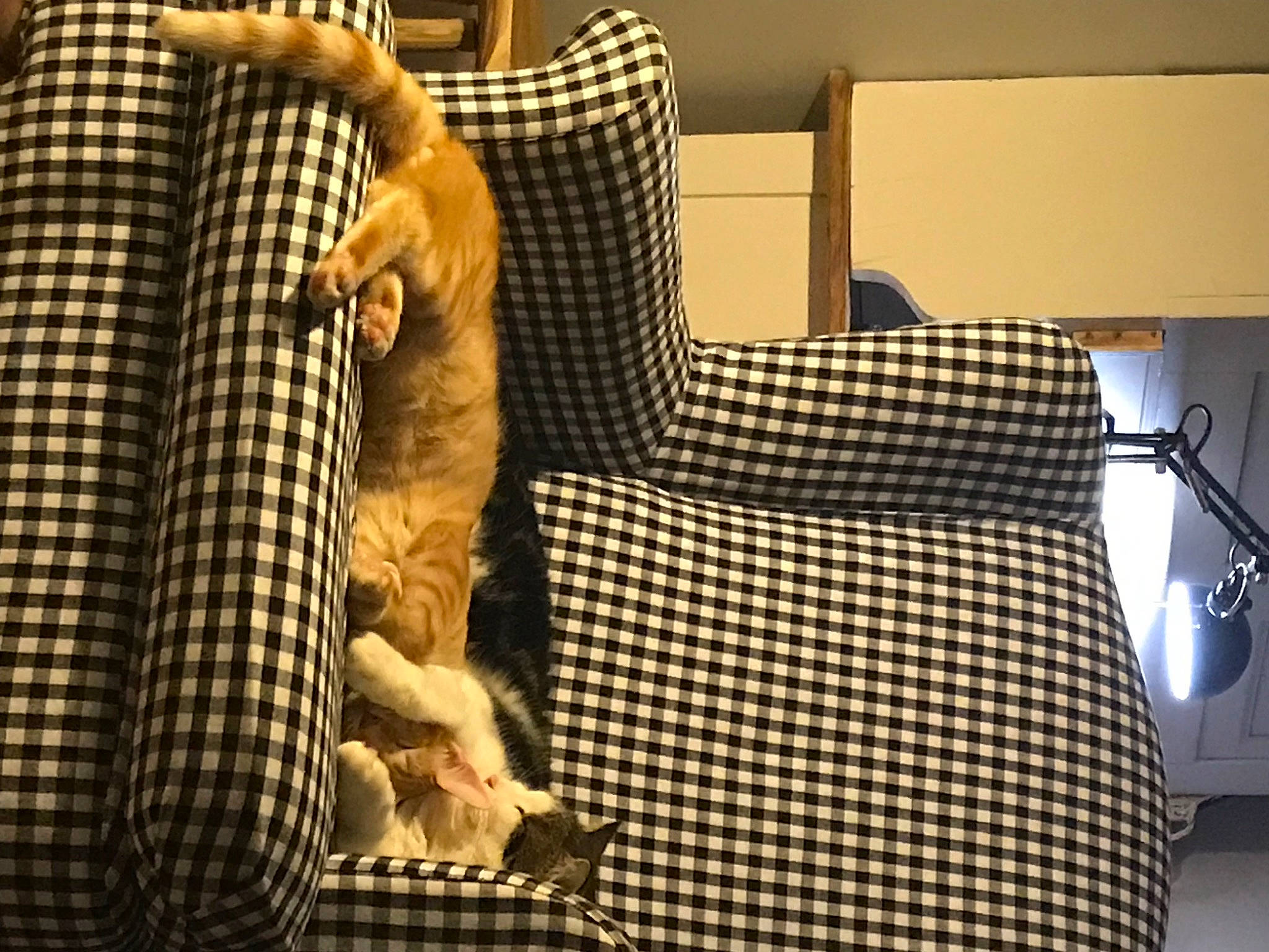 Léo Et Pirate participe au concours pour gagner de l'argent avec cette photo : audio_equipment, chair, comfort, couch, elbow, entertainment, flooring, fur, hardwood, human_leg, knee, linens, metal, music, musical_instrument, pattern, room, thigh, wood, wrist