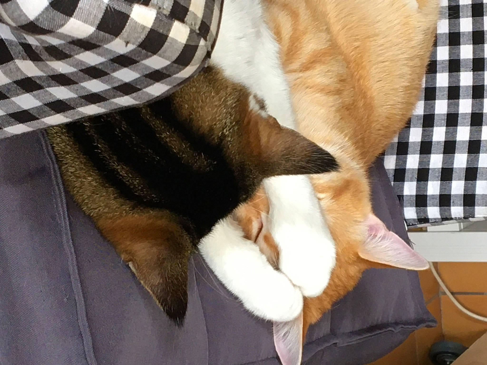 Léo Et Pirate a rejoint le concours — aidez-le/la à gagner de superbes lots ! canidae, carnivore, cat, comfort, companion_dog, couch, dog, dog_breed, fawn, felidae, linens, paw, plaid, sleeve, small_to_medium_sized_cats, snout, sporting_group, tail, tartan, whiskers