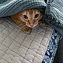 Leo participe au concours pour gagner de l'argent avec cette photo : cat, orange_tabby, blanket, quilt, bed, cozy, indoor, pet, curious, eyes, fur, whiskers, paw, textile, pattern, blue, beige, closeup, resting, cute