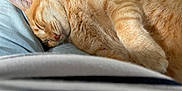 Leo participe au concours pour gagner de l'argent avec cette photo : cat, orange_tabby, sleeping, fur, pet, indoor, cozy, relaxed, nap, animal, whiskers, closeup, person, lap, home, domestic, cute, feline, resting, soft